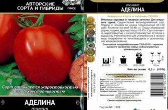 ลักษณะของมะเขือเทศ