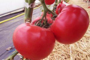 ลักษณะของมะเขือเทศอาเฟนและการปลูกมะเขือเทศลูกผสมที่แสนอร่อย