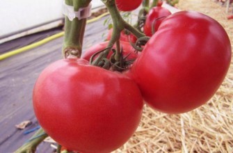 มะเขือเทศอาเฟน