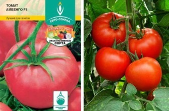 มะเขือเทศไอแวนโฮ