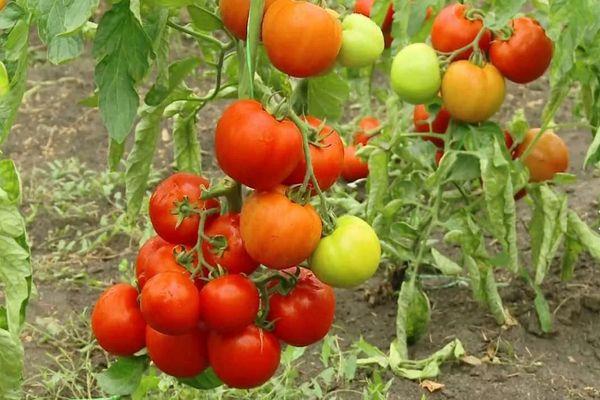 ต้นมะเขือเทศ