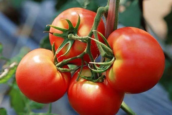 มะเขือเทศสุก