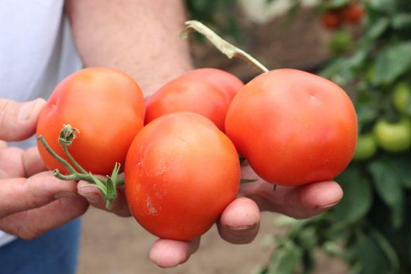 แปรงมะเขือเทศ