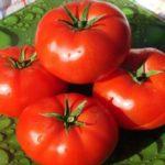 มะเขือเทศอาคูลิน่า