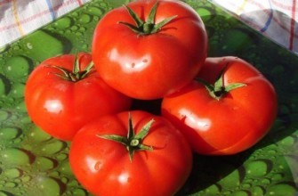 มะเขือเทศอาคูลิน่า