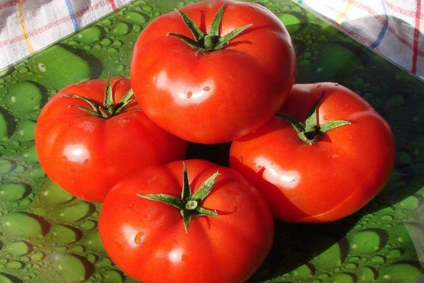 Tomates Akulina