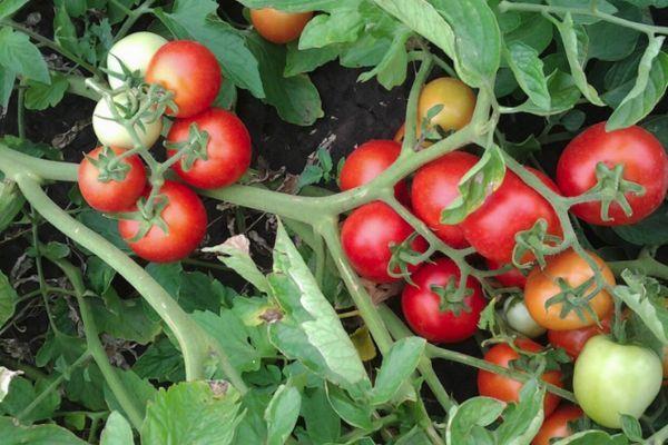 buisson de tomates