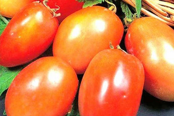Fruits de tomate