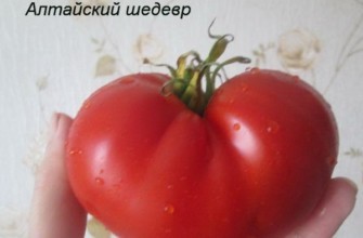 มะเขือเทศลูกใหญ่