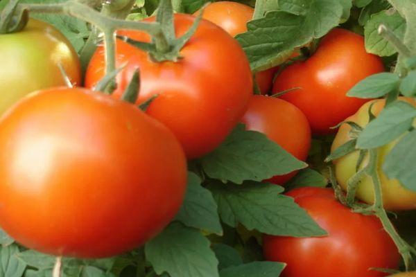 มะเขือเทศลูกผสม