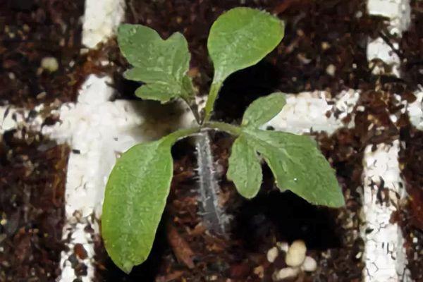 ต้นกล้ามะเขือเทศ