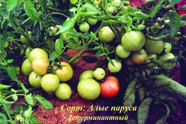 การปลูกมะเขือเทศ