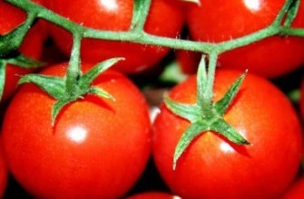 มะเขือเทศสุก