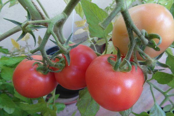 แปรงมะเขือเทศ