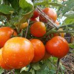 Buissons de tomates