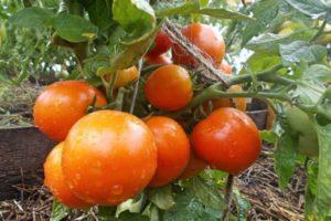 ลักษณะของมะเขือเทศ Amursky Shtamb การปลูกพันธุ์และผลผลิต