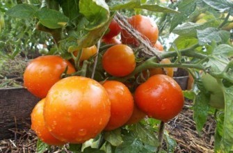 ต้นมะเขือเทศ