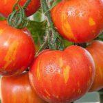 มะเขือเทศพันธุ์แปลก