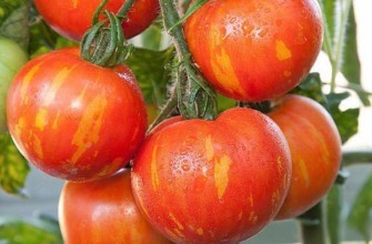 มะเขือเทศพันธุ์แปลก