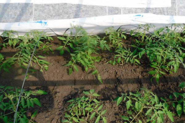 ลักษณะและคำอธิบายของมะเขือเทศสีเขียว Antonovka Honey การปลูกและการดูแล