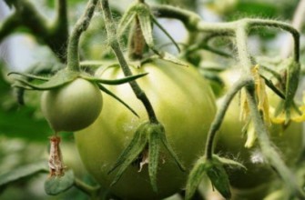 มะเขือเทศสีเขียว