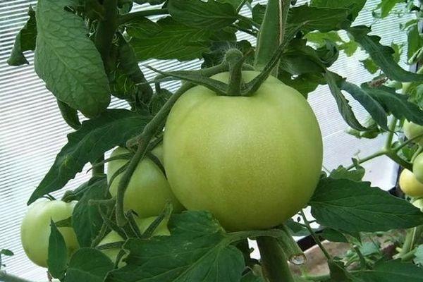 มะเขือเทศสีเขียว