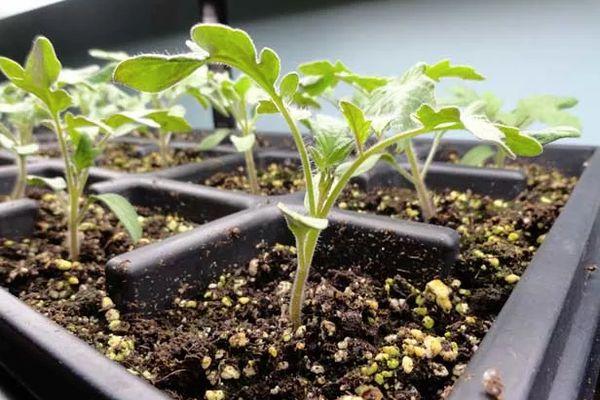 ภาชนะใส่ต้นกล้า