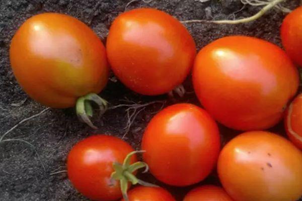 มะเขือเทศสุก