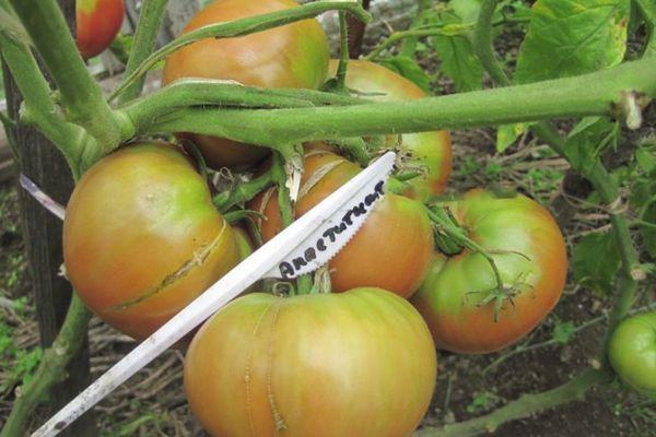 Cultiver des tomates
