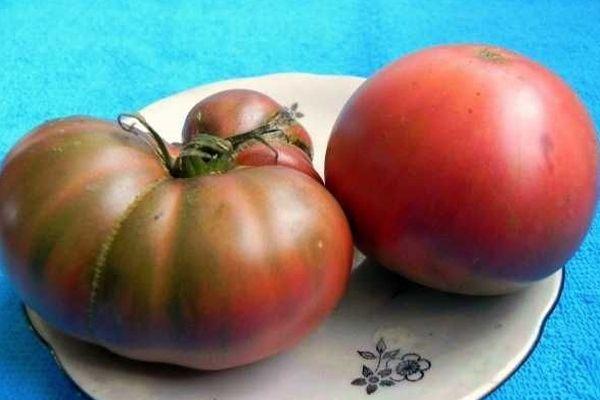 Description de la tomate rose « Appétissante » et de sa culture en pleine terre