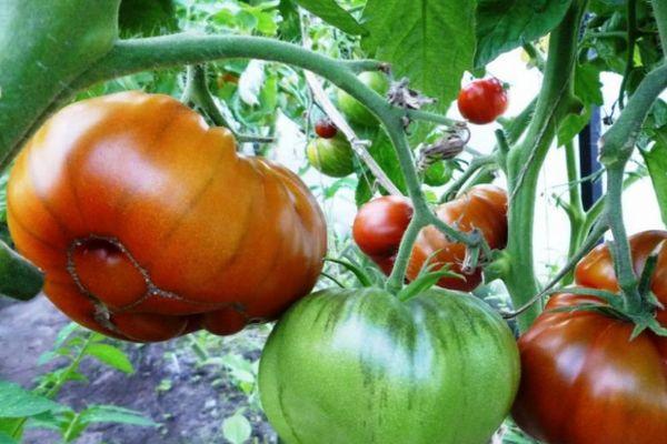 มะเขือเทศแตงโม