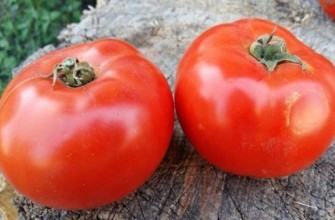 มะเขือเทศสองลูก