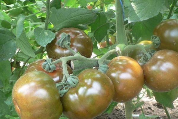 มะเขือเทศอัชเคลอน