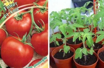 มะเขือเทศอาซอฟ