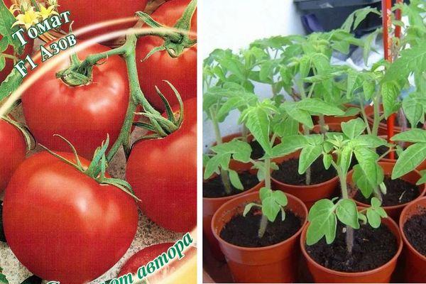 tomates Azov