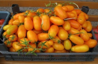 มะเขือเทศสีเหลือง