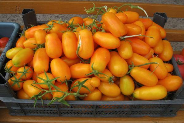 มะเขือเทศสีเหลือง