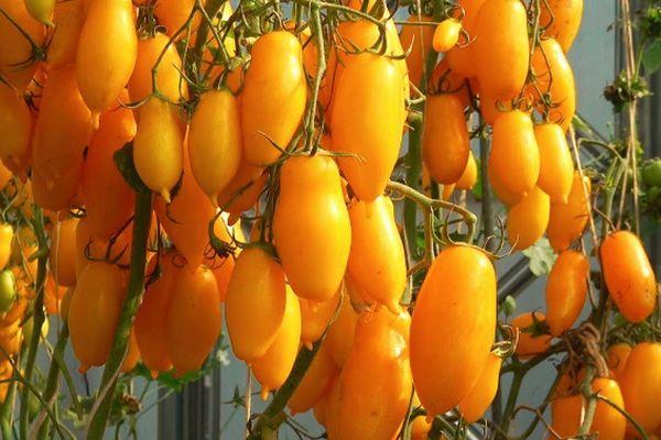 มะเขือเทศผลยาว