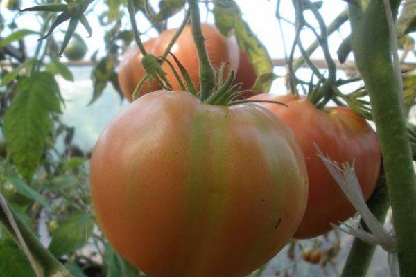 Tomates Barmaley