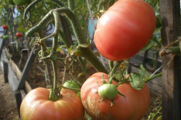 Tomates Barmaley