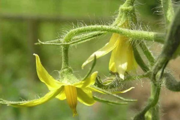 ดอกมะเขือเทศ