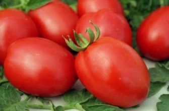 มะเขือเทศสุก