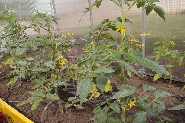 Cultiver des tomates