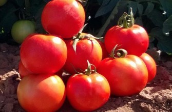 มะเขือเทศสุก