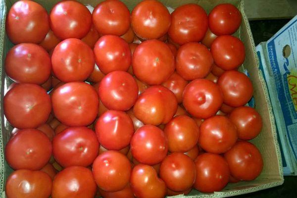 Une boîte de tomates