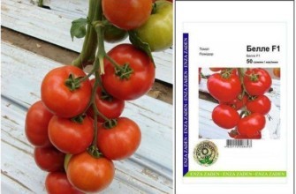 มะเขือเทศเบลล์