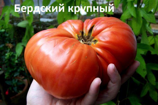 มะเขือเทศลูกใหญ่