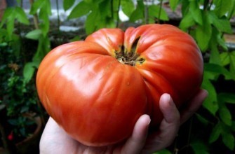 มะเขือเทศลูกใหญ่