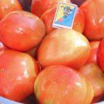 Tomates dans un bol