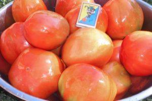 มะเขือเทศพันธุ์ Business Lady และการขยายพันธุ์โดยใช้ต้นกล้า